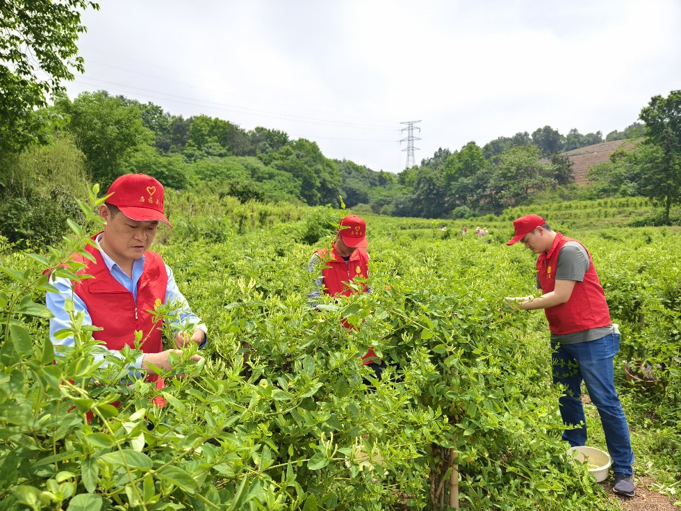 4.市煙草局組織青年黨團員開展助農(nóng)志愿服務活動.jpg