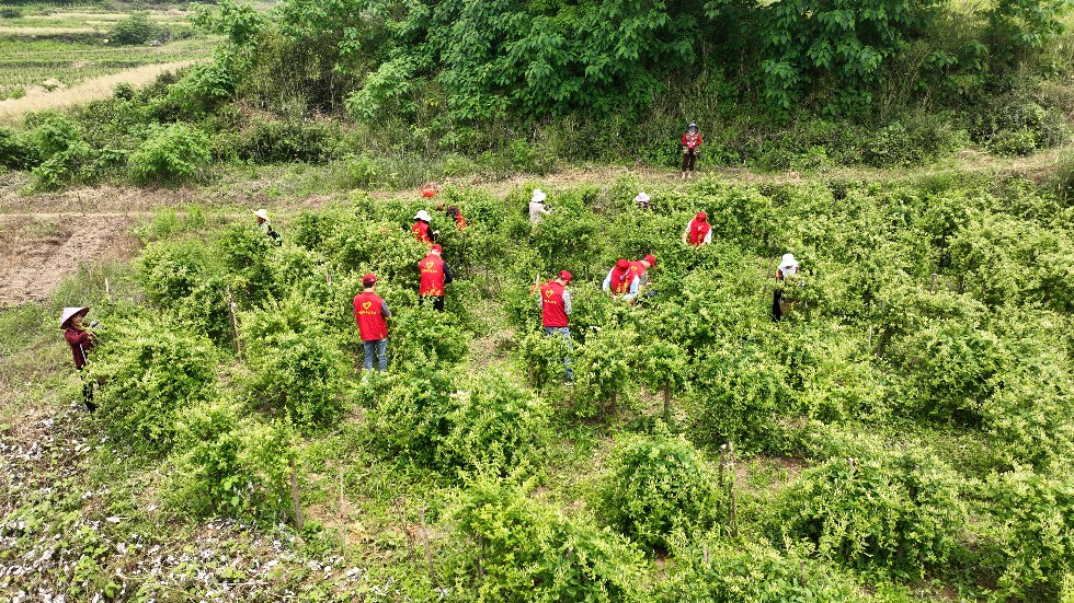 4.市煙草局組織青年黨團員開展助農(nóng)志愿服務活動2.jpg